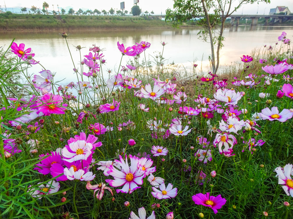 Hình ảnh hoa đẹp Kon Tum
